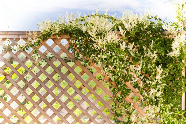 Lattice Repair in Frederick