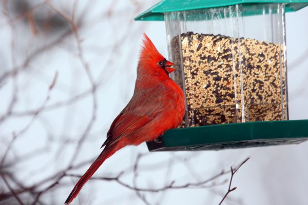 Bird Feeder Hanging in Frederick